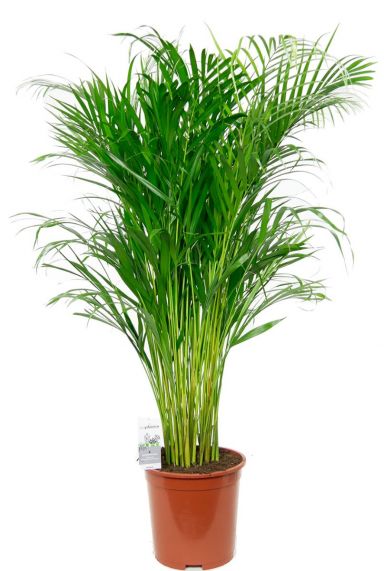 Kamerplant areca palm 2