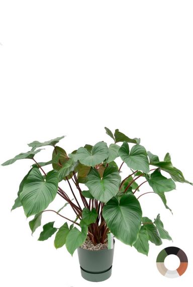 Kamerplant grote bladeren in elho pot 1