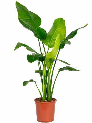 scheren temperatuur mond Strelitzia nicolai | Paradijsvogelplant 130cm kopen?- 123planten.nl