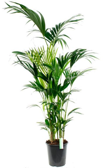 Grote Kentia palm