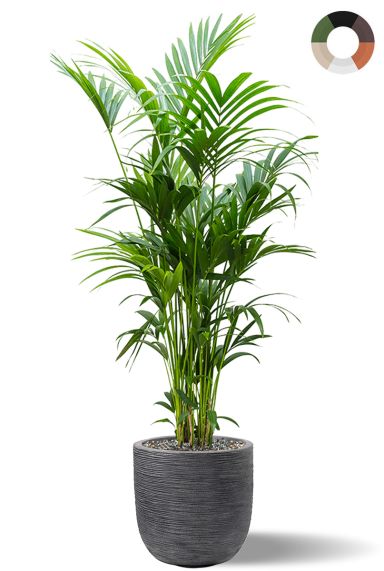 Kentia capi waste pot