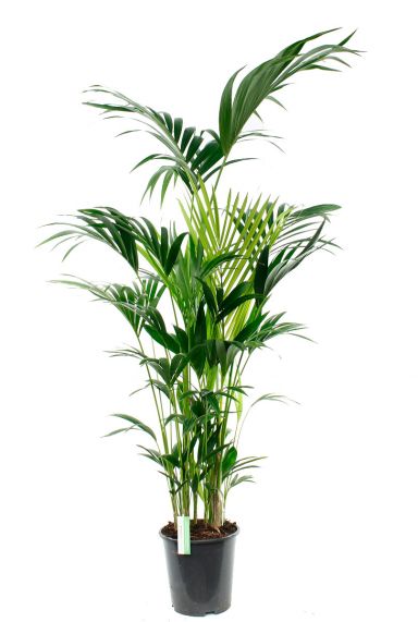 Kentia grote palm