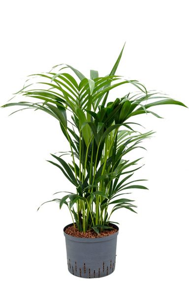 Kentia hydrocultuur kamerplant