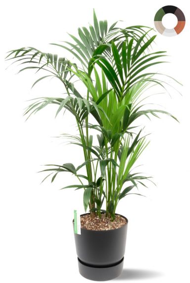 Kentia in greenville pot