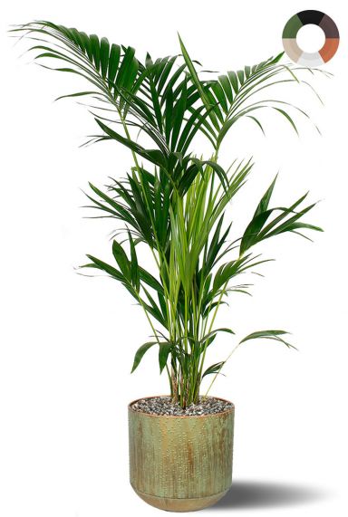 Kentia in metalen pot 3