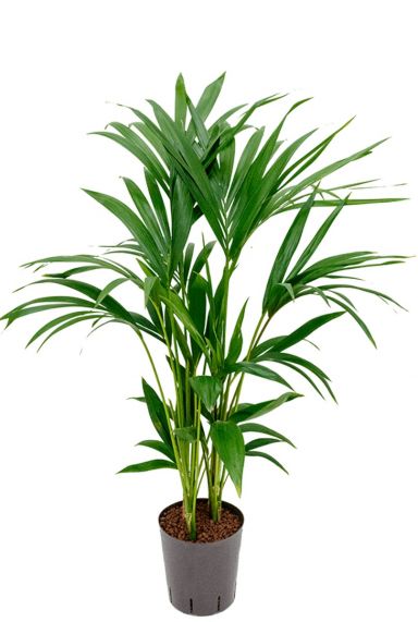 Kentia kamerplant hydrocultuur