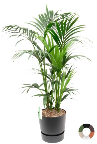 Kentia kamerplant in zwarte pot 1