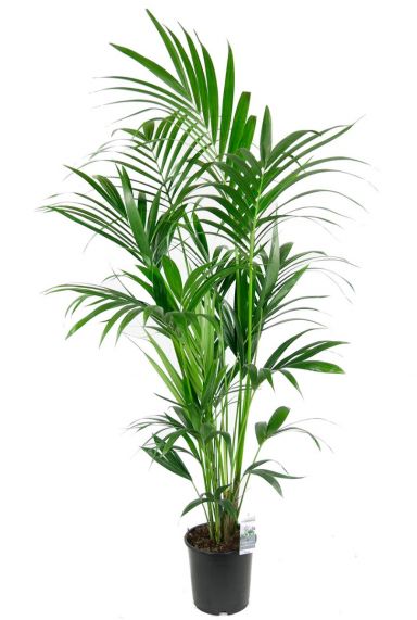 Wiegen Aanvulling Vermindering Kentia palm | Howea Forsteriana 180cm kopen?- 123planten.nl