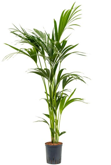 Kentia palm hydro plant 1