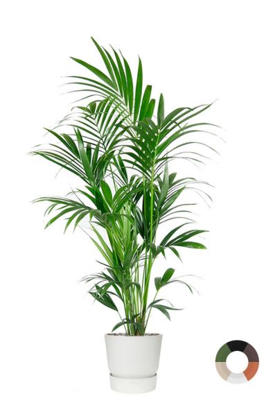 Kentia palm in elho potten