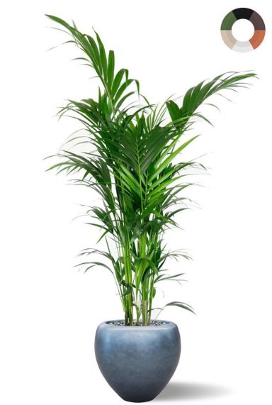 Kentia palm in luxe pot 1