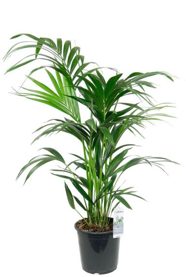 Kentiapalm kamerplant