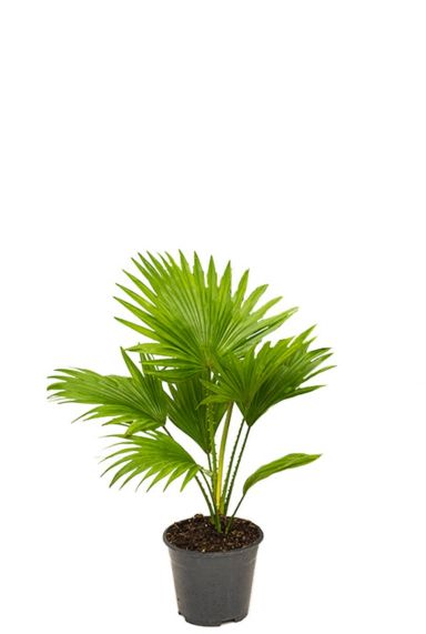 Kleine livistonia rotundifolia palm 1