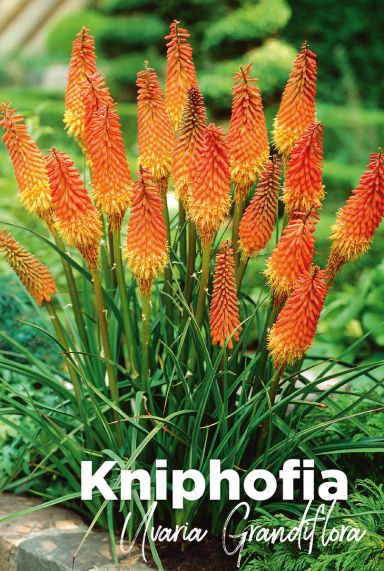 Kniphofia uvaria grandiflora bloembollen