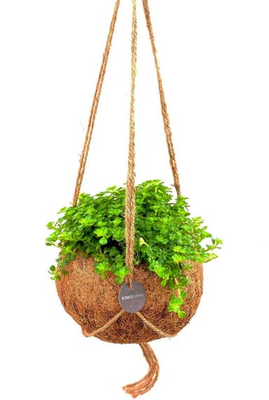Kokodama depressa kamerplant 2
