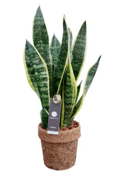 Kokodama sansevieria