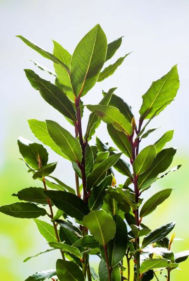 Laurus nobilis tuinplant 27