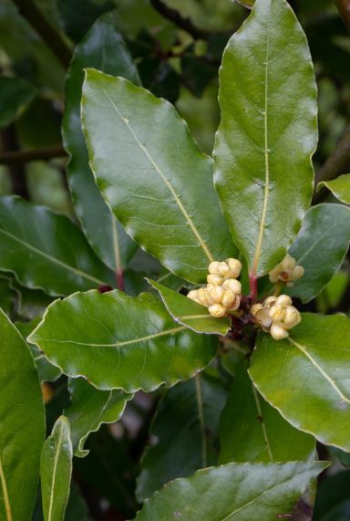 Laurus nobilis tuinplant p15 plant