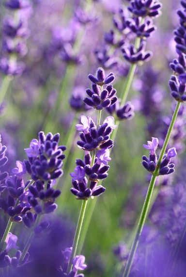 Lavande angustifolia felice tuinplant