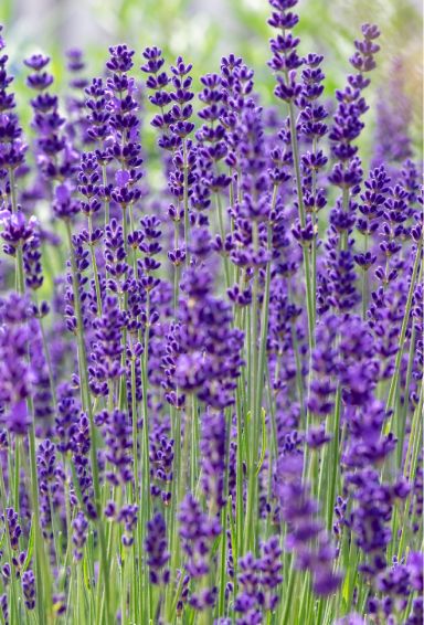 Lavandula angustifolia dwarf blue tuinplant
