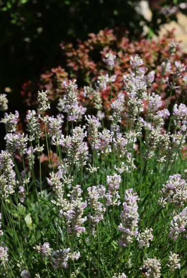 Lavandula angustifolia edelweiss tuinplant