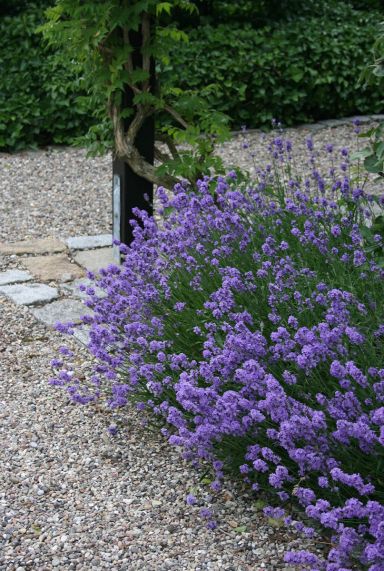 Lavandula angustifolia hidcote tuinplant