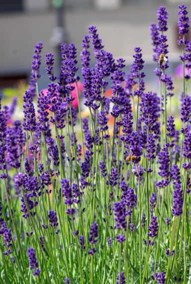 Lavandula angustifolia tuinplant 1