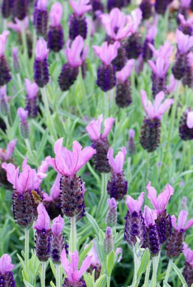 Lavendel stoechas anouk tuinplant 19
