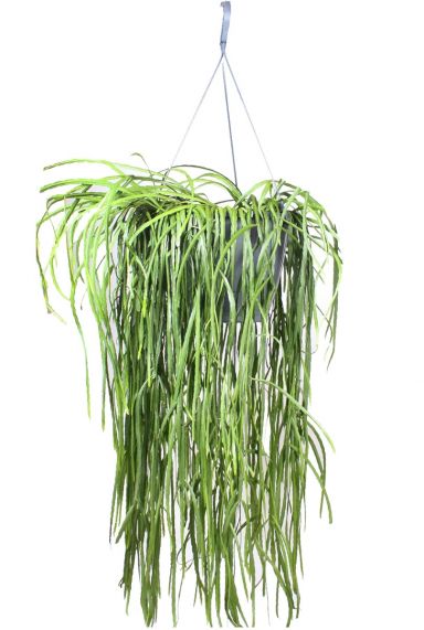 Lepismium bolivianum hangplant 1