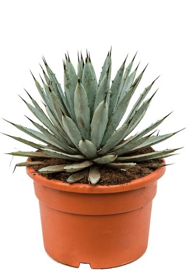 Leuke agave macroacantha in huis