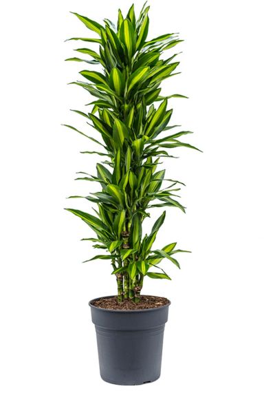 Leuke dracaena cintho drakenbloedboom