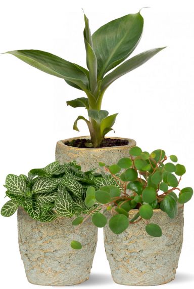 Leuke plantjes in pot