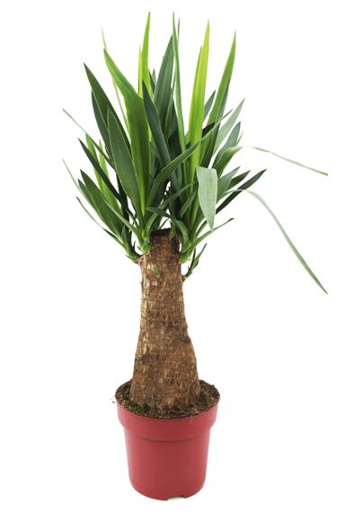 Leuke yucca elephantipes binnenplanten