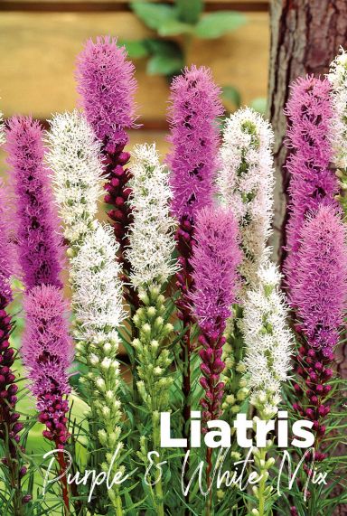 Liatris purple white mix bloembollen