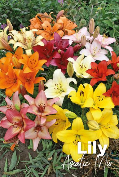 Lily asiatic mix bloembollen