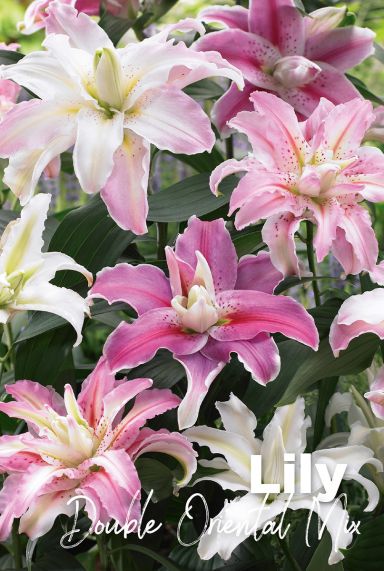 Lily double oriental mix bloembollen