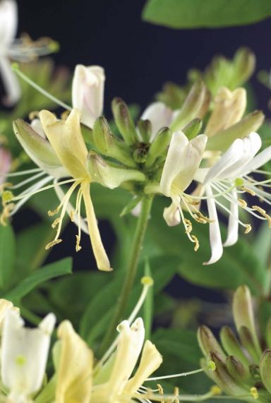 Lonicera belgica select tuinplant