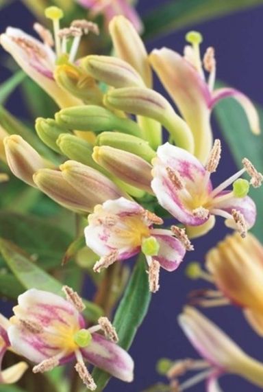Lonicera copper beauty tuinplant