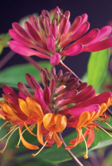 Lonicera heckrottii goldflame tuinplant