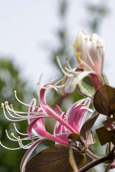 Lonicera japonica red world tuinplant