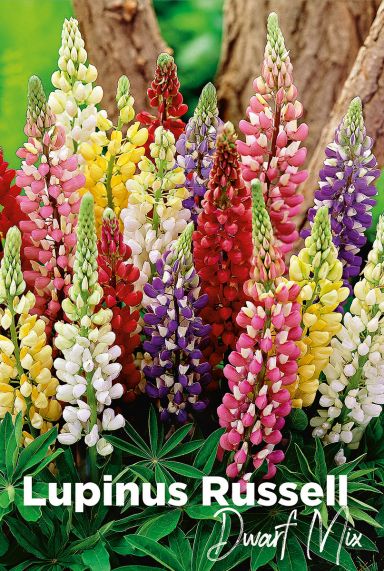 Lupinus russell dwarf mix bloembollen