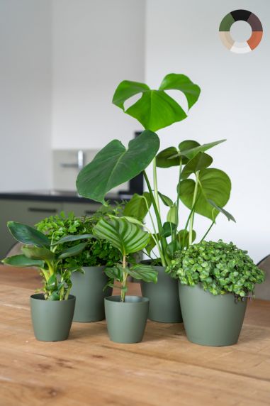 Makkelijke-planten-mix-