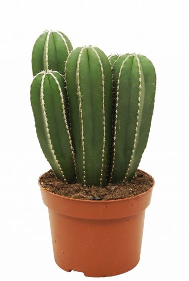 Marginatocereus cactus