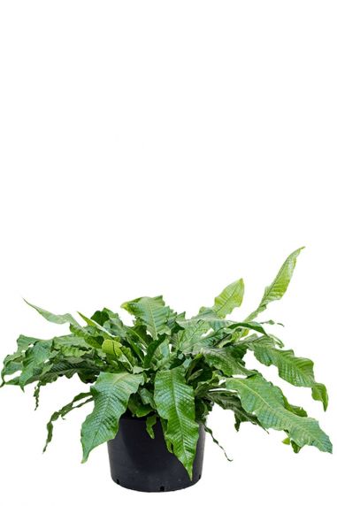 Microsorum crocodyllus krokodillen plant