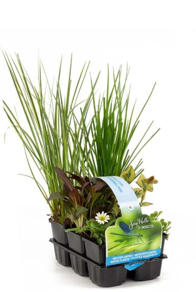 Mix insecten vriendelijke vijverplanten