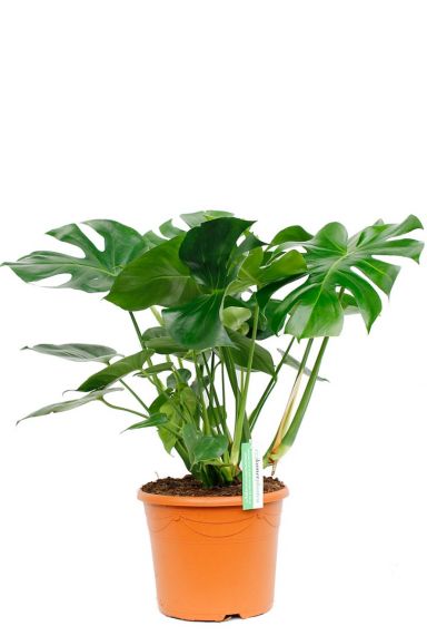 Monstera Deliciosa