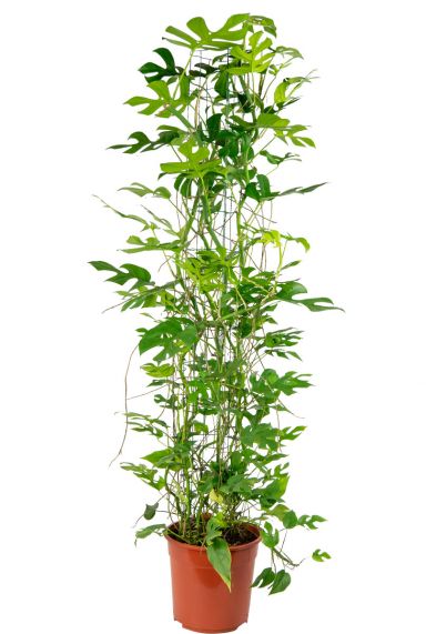 Monstera-minima-gatenplant