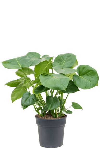Monstera deliciosa gatenplant