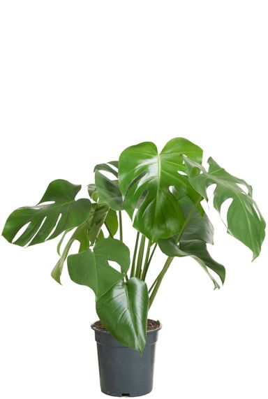 Monstera deliciosa groen plant