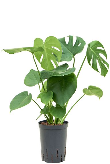 Monstera deliciosa hydroplant